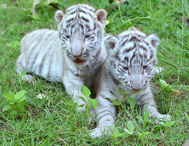 两只小白虎在草地上玩图片