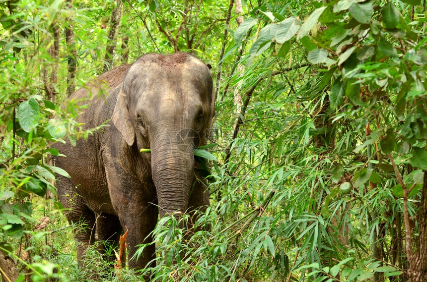 塔伊兰热带森林中的象大图片