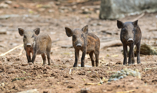 野外觅食的三只小野猪高清图片