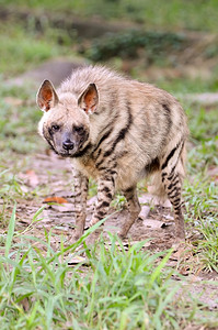 非洲野生物缟鬣狗图片