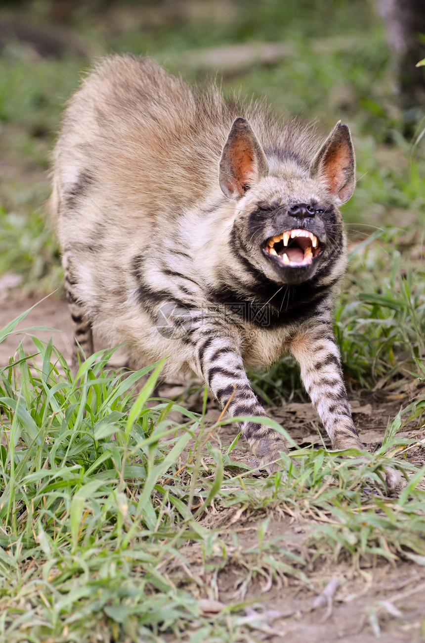 非洲野生物缟鬣狗图片
