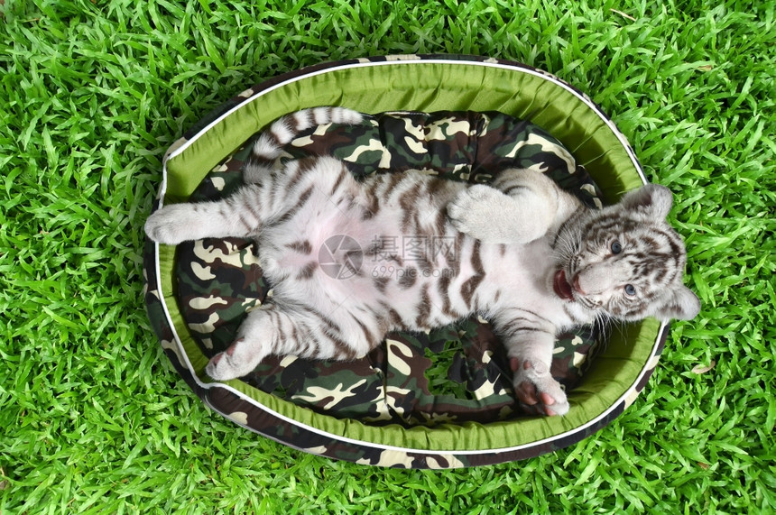 小白虎躺在草地上的垫子里图片