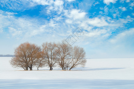 蓝色天空背景下的雪覆盖了田地和树木高清图片