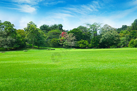 公园绿草和蓝天高清图片