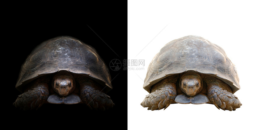 海龟在黑暗背景中的海龟和与世隔绝的海龟图片