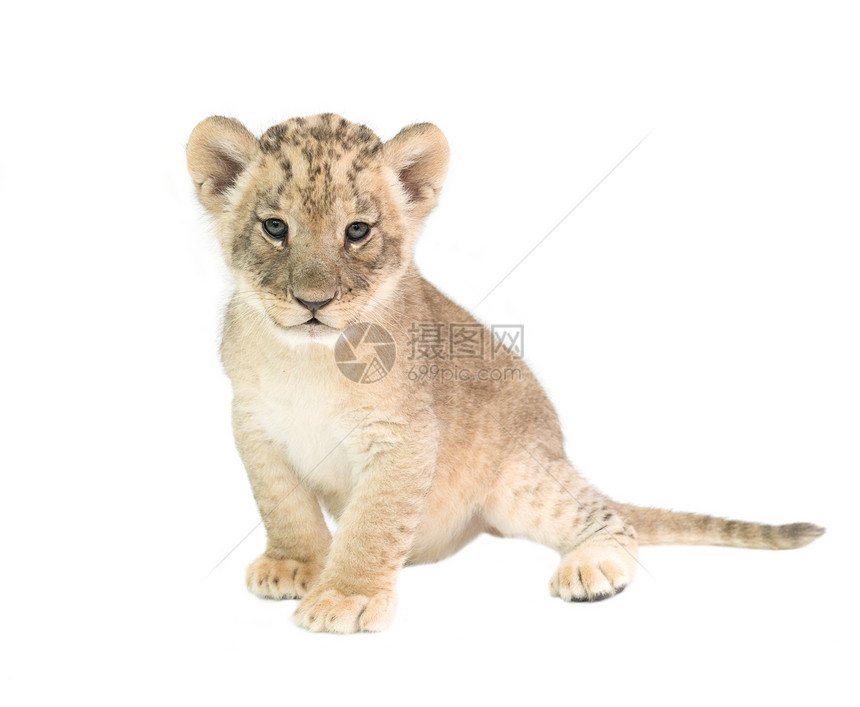 在白色背景上被孤立的幼狮子豹列图片