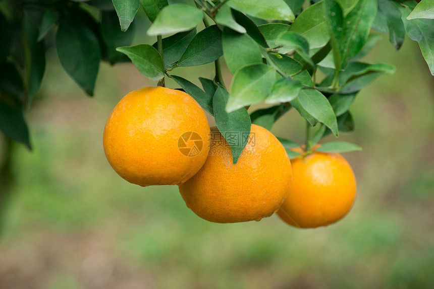 树上挂着新鲜橙子图片