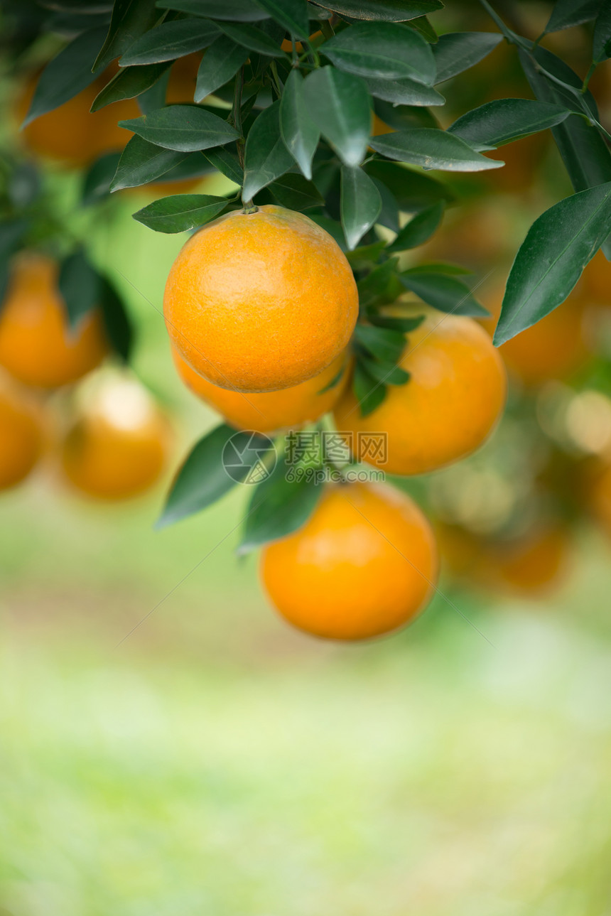 树上挂着新鲜橙子图片