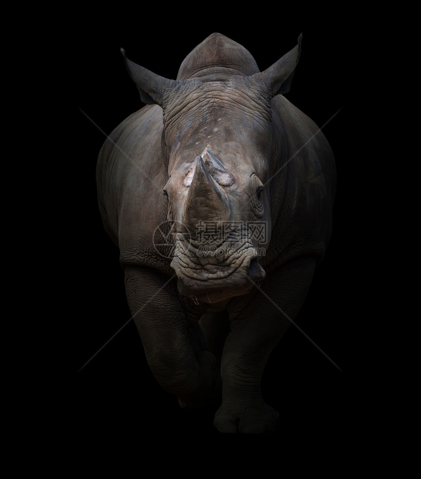 白色犀牛深底的平面犀牛图片