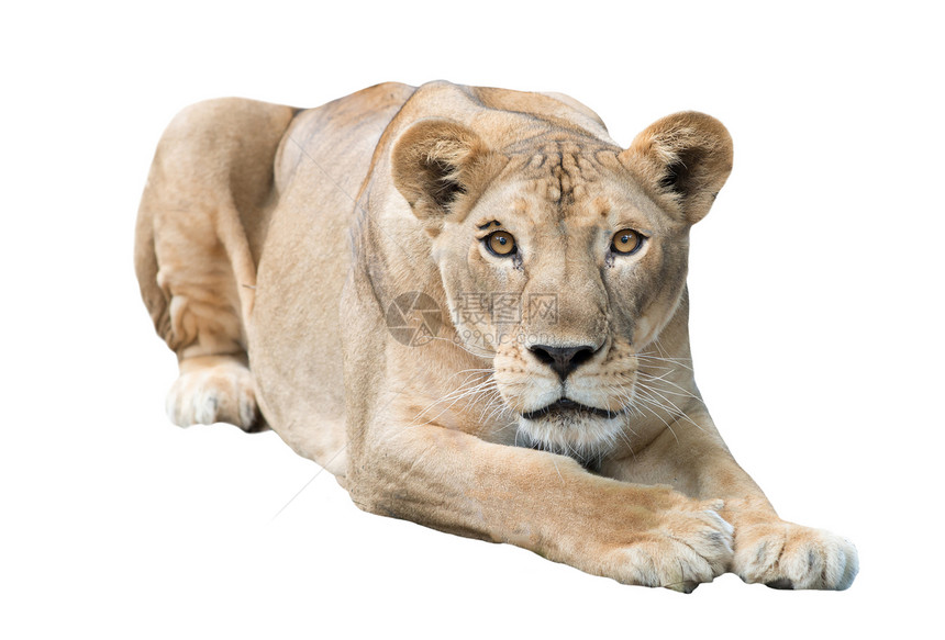 白色背景孤立的雌狮子图片