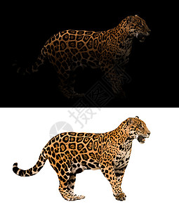黑背景的美洲豹和白背景的美洲豹背景图片