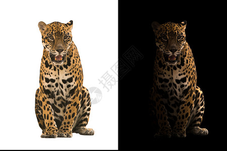 黑背景的美洲豹和白背景的美洲豹高清图片