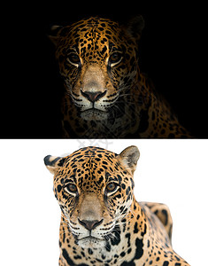 黑背景的美洲豹和白背景的美洲豹图片