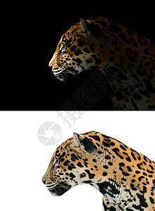 黑背景的美洲豹和白背景的美洲豹高清图片