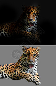 黑背景的美洲豹和白背景的美洲豹背景图片