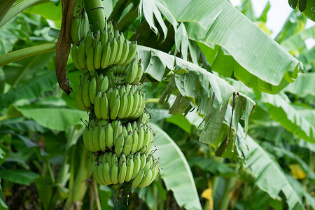 香蕉种植园的绿团图片