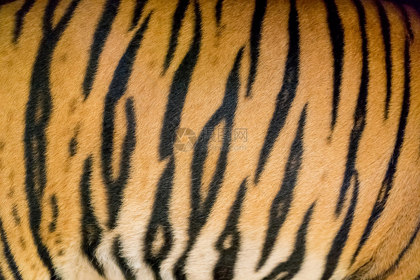 真正的bengal老虎皮肤的背景纹理图片