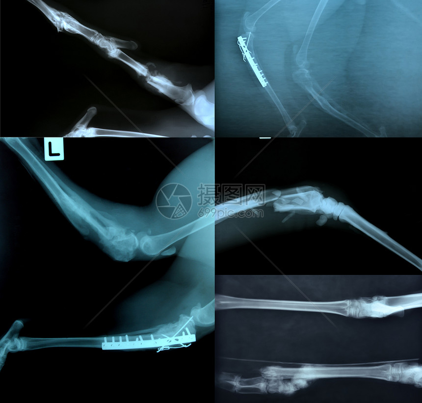 动物骨骼X光照片图片