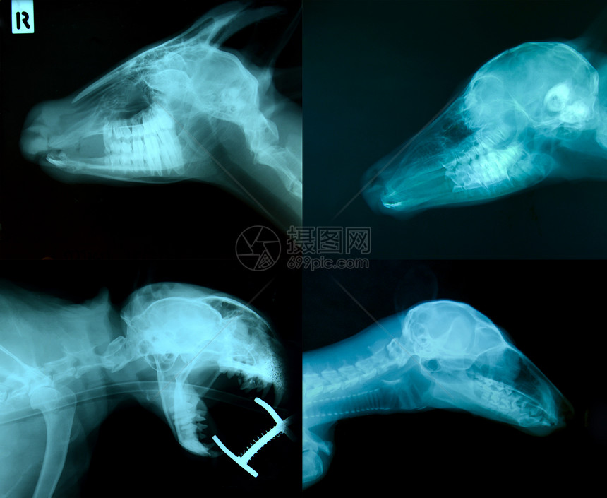 动物骨骼X光照片图片