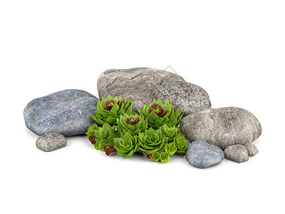 园装用植物和石块图片