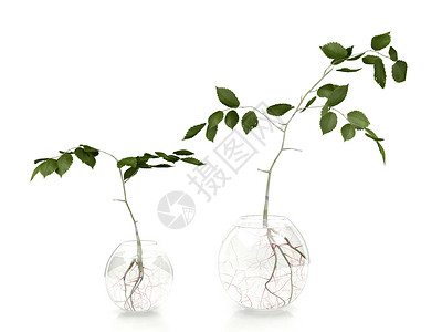 白底玻璃花瓶中的绿叶植物图片