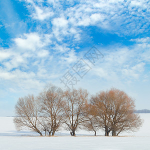 蓝色天空背景下的雪中覆盖田地和树木高清图片