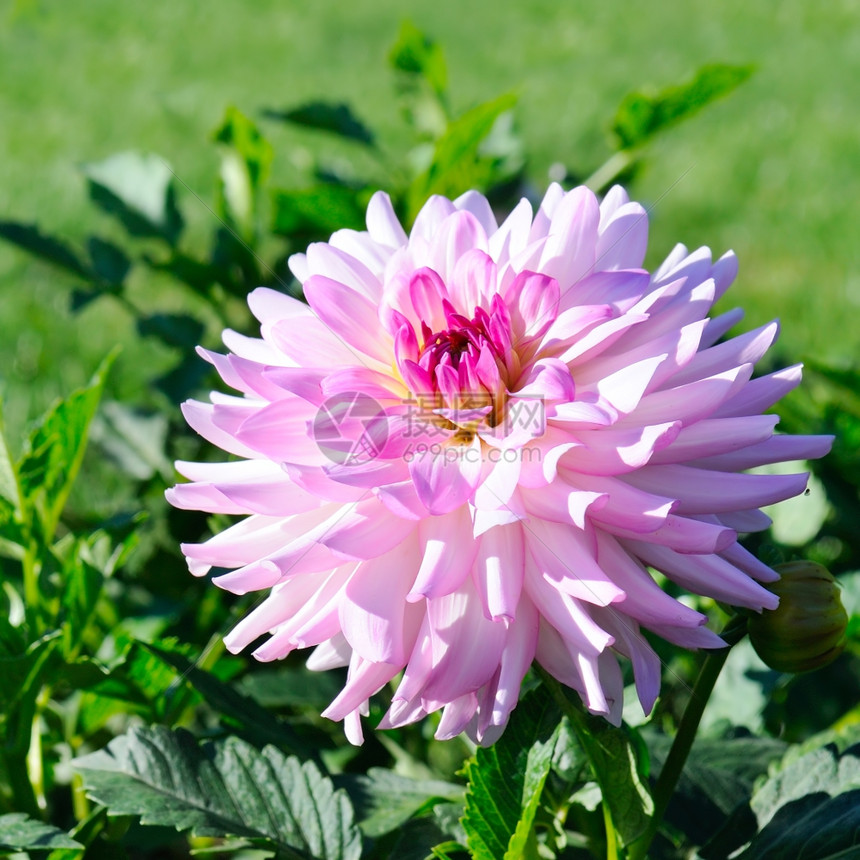 聚焦于花朵的特写图片