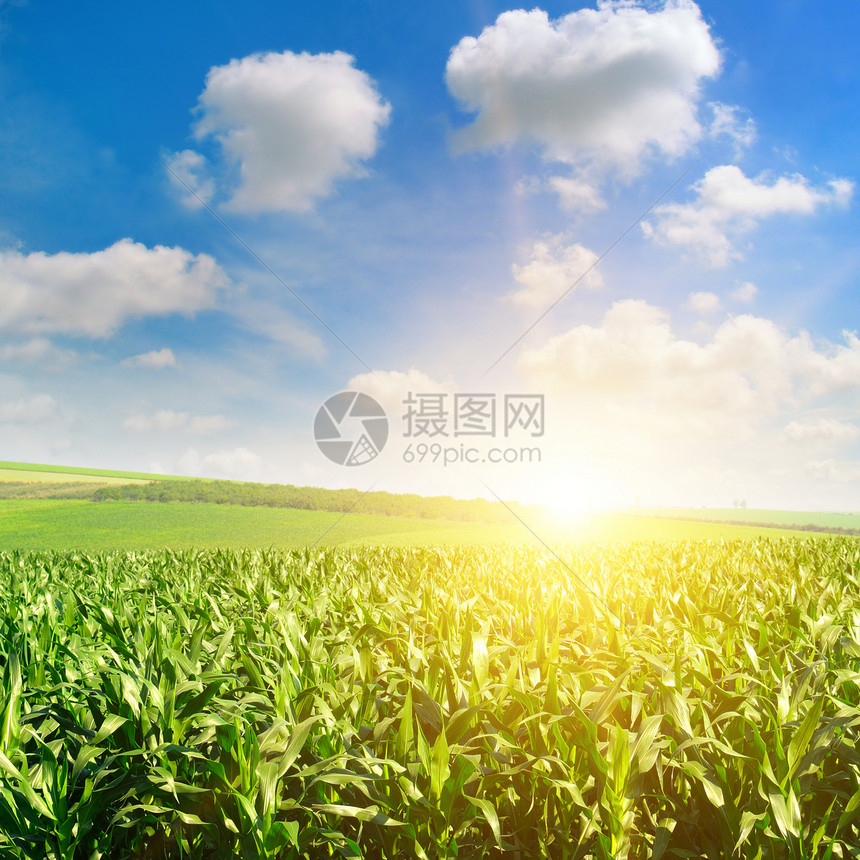 绿地有玉米蓝云天空日出在地平线上图片
