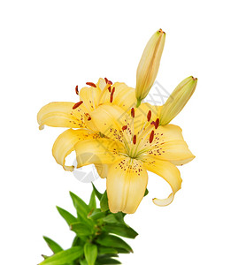 黄色百合花的分枝靠近孤立在白色背景上图片
