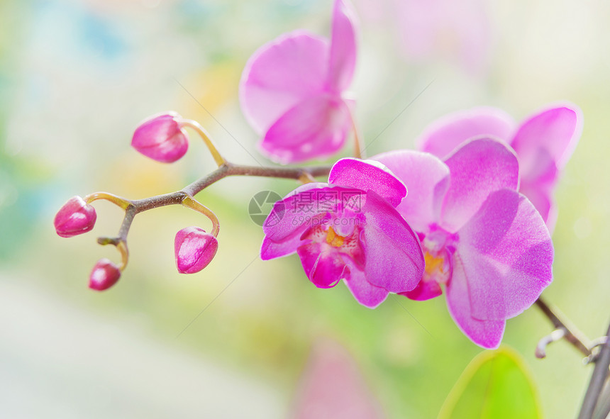 在自然背景上紫兰花的开枝图片