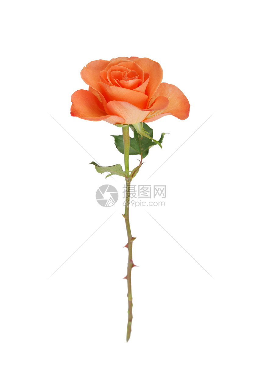 一个橙色的玫瑰孤立在白色背景上图片