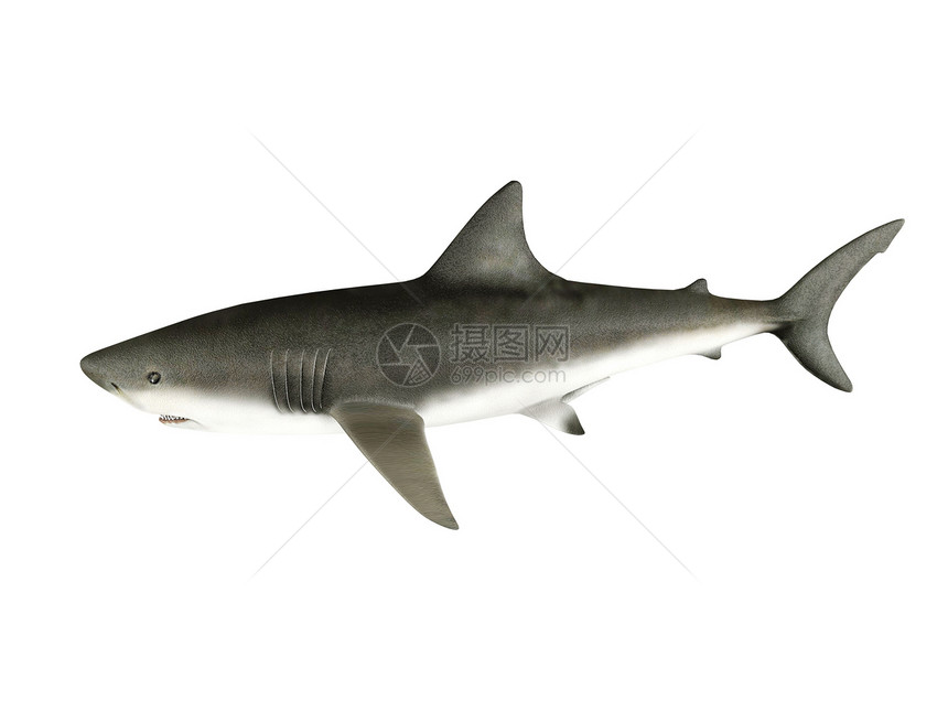 3d将鲨鱼隔离在白色背景上图片