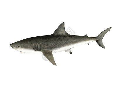 3d将鲨鱼隔离在白色背景上图片
