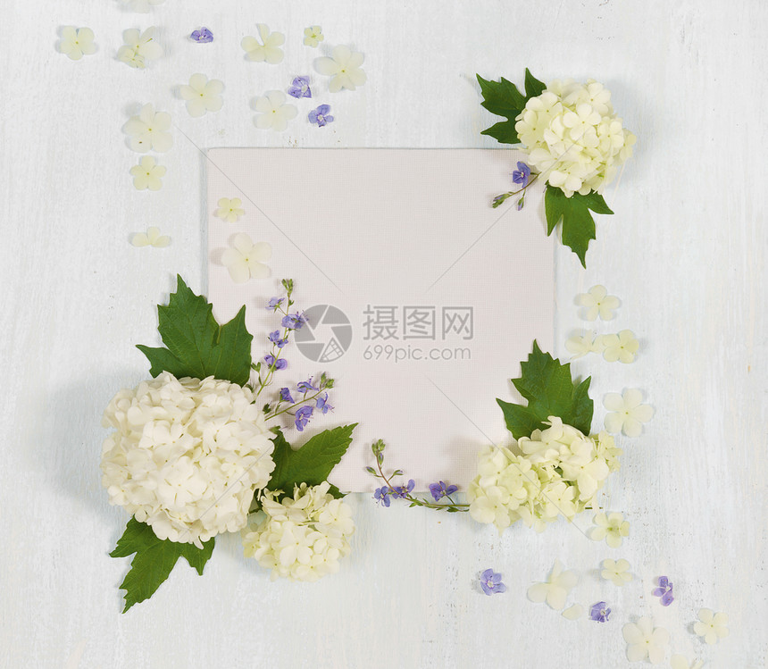 夏季框架有新鲜白花和蓝绿叶浅木背景的花瓣顶视平躺俯立图片