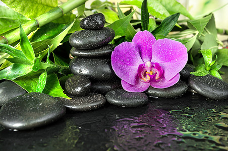 兰花与石中国画含有黑色巴萨按摩石粉红兰花和绿叶黑色底有水滴的黑色SPA概念背景