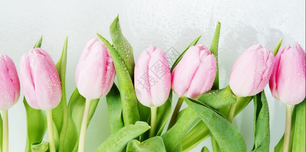 由新鲜粉红郁金香花组成的边框上面覆满露水滴紧贴白色背景图片