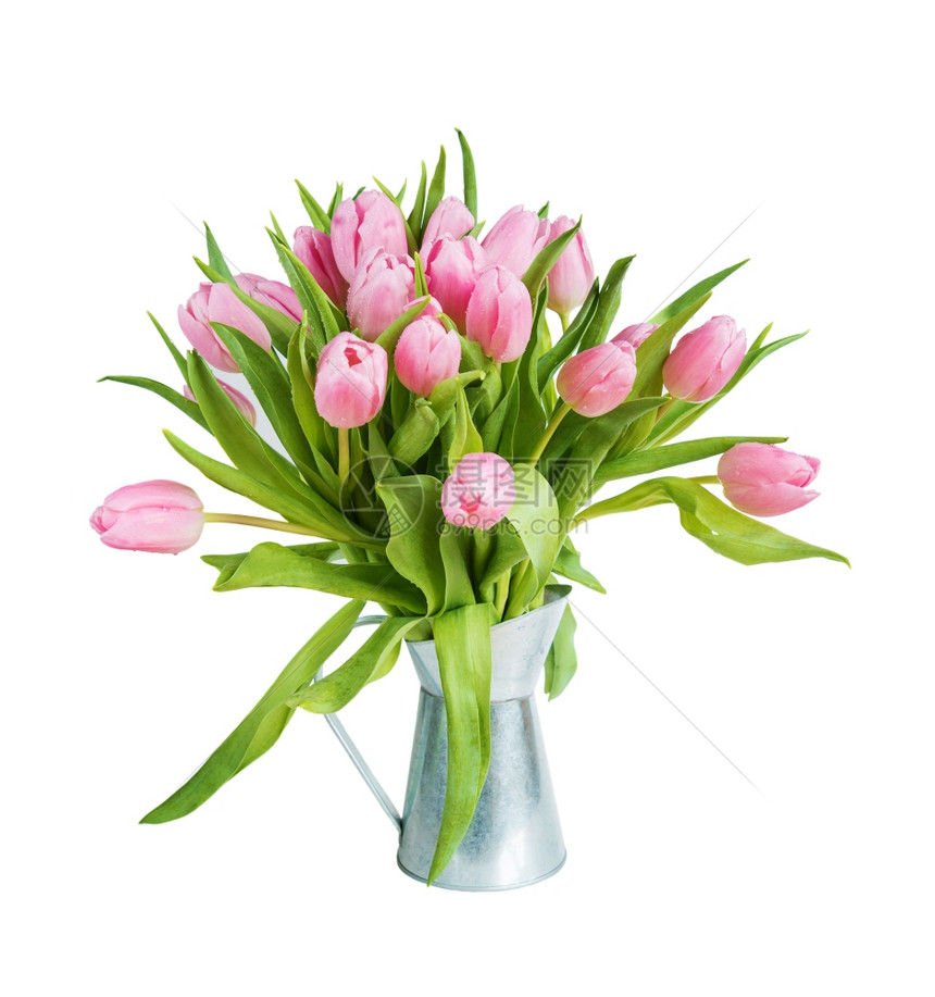 鲜粉红色郁金香花束上面布满露的金属花瓶紧闭露滴以白色背景隔绝图片