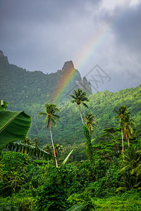 莫奥亚岛丛林和山地景观上的彩虹图片