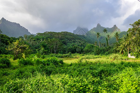 太平洋丛林莫奥亚岛丛林和山地景观法国多语言区背景