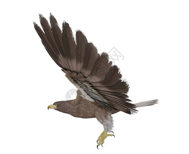 鹰飞行孤立在白色背景上3D图片