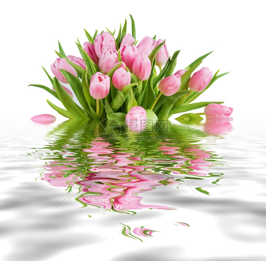 鲜的粉红色郁金花束上面覆满了金属花瓶缝合的露以白色背景孤立在小波的水面上反射图片