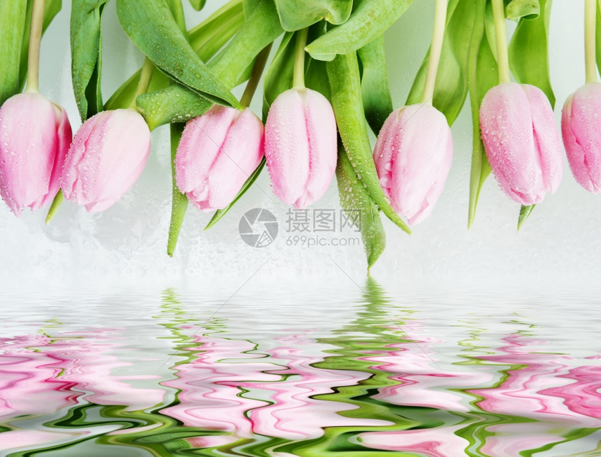 由鲜粉红色郁金香花组成的边框上面覆有露的鲜花紧贴在白色背景上反映在小浪的水面上图片