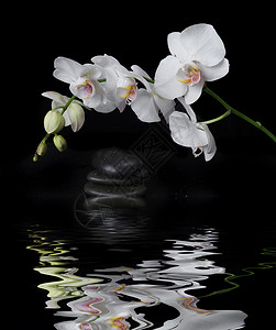 用水滴和石头覆盖的白兰花在黑色背景下按摩在小波浪的水面上反射图片