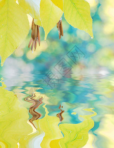 黄色的叶雨滴覆盖在以小浪为反射面水的多彩树木背景上的雨滴图片