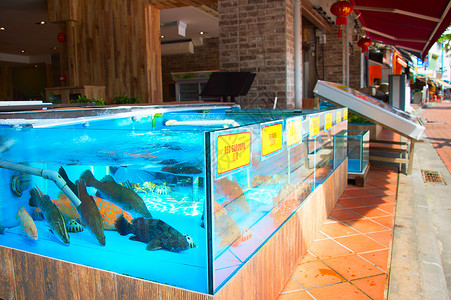 什拉波里海鲜餐厅水族馆里大量活鱼图片