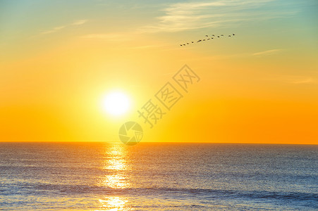 日落时鸟群在天上飞过海洋图片