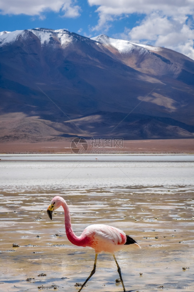 在拉底纳的粉红火烈鸟苏德嘴唇上高平原保留在eduarovbliva图片