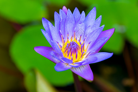 蓝色莲花素材在一个干净的池塘中闭合背景