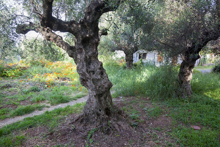 春天在希腊花园里种着古老的橄榄树和鲜花高清图片