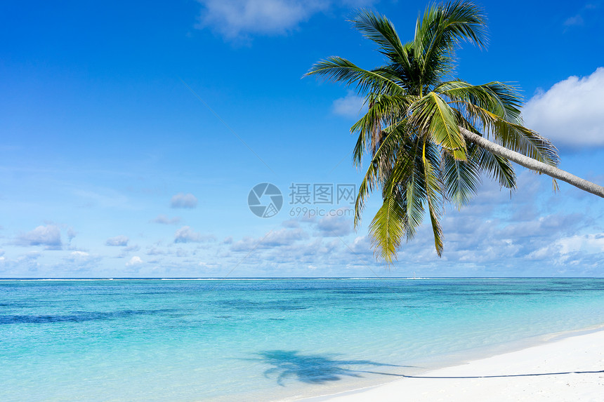 美丽的热带海滩和椰子树的海图片